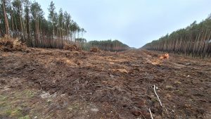 Wycinka lasów w okolicach Solca Kujawskiego pod trasę S10