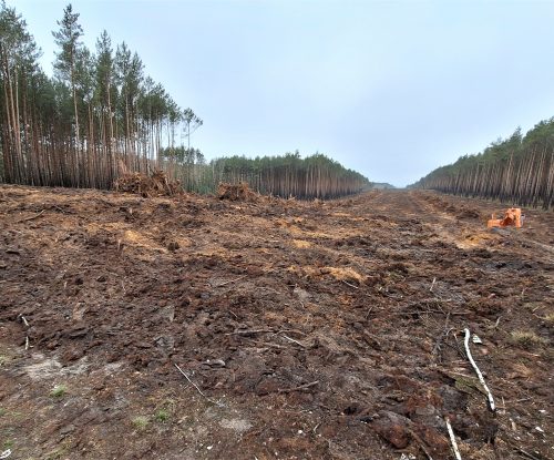 Wycinka lasów w okolicach Solca Kujawskiego pod trasę S10